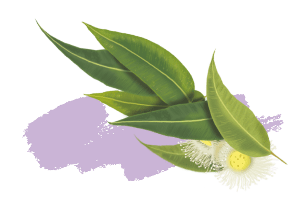 Eucalyptus citronné