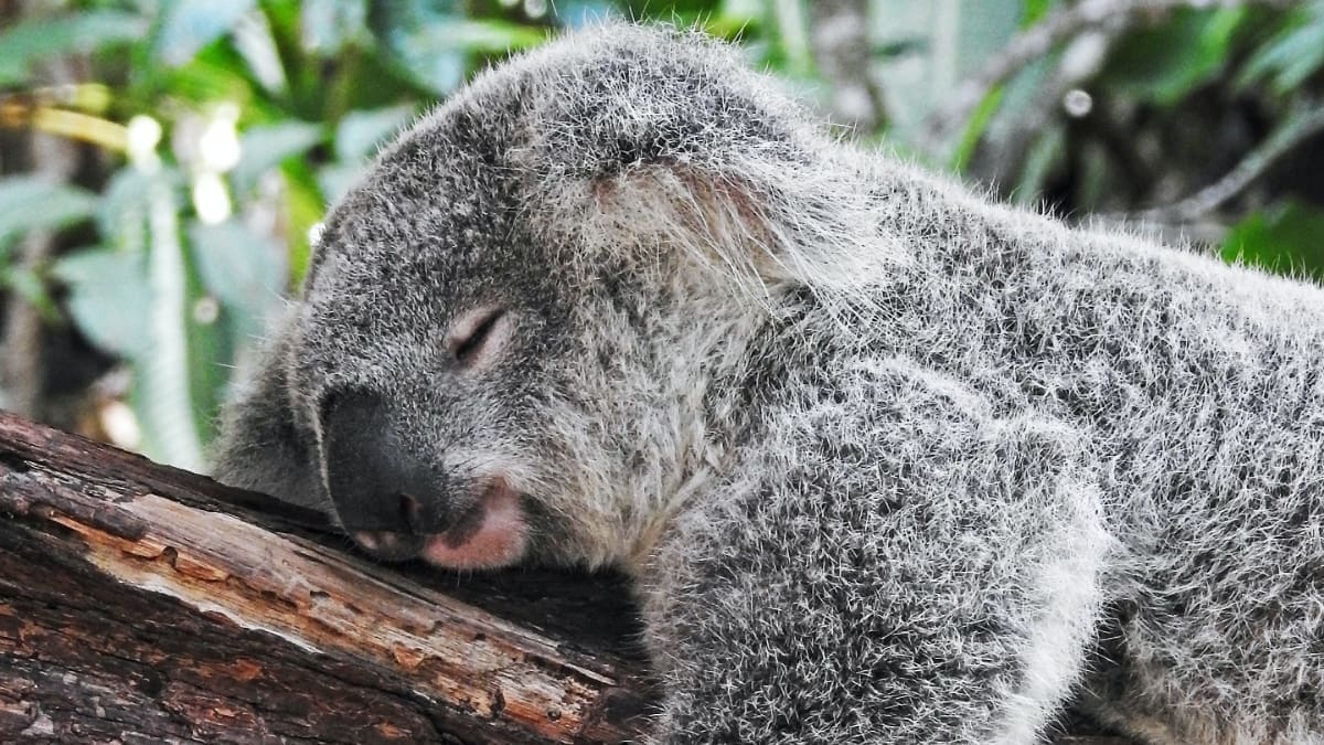 Bien dormir naturellement comme un koala sur un arbre