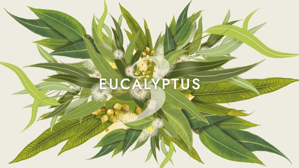 Les 3 eucalyptus incontournables de l’aromathérapie