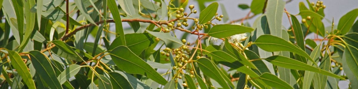 Feuilles d'eucalyptus citronné utilisé en aromathérapie sous forme d'huiles essentielles