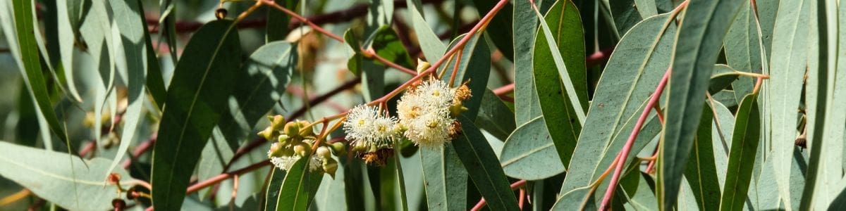 Feuilles d'eucalyptus globulus utilisé en aromathérapie sous forme d'huiles essentielles