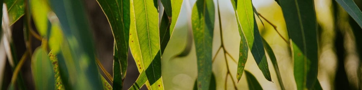 Feuilles de l'eucalyptus radiata utilisé en aromathérapie sous forme d'huiles essentielles