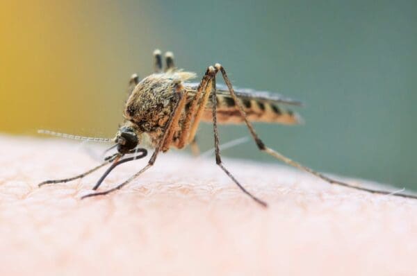 Pourquoi les moustiques piquent-il ? Les moustiques sont équipés d’yeux assez gros et ont tendance à être attirés par la lumière.